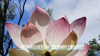 Botanischer Garten in Pamplemousses  Mauritius [upl. by Adym]