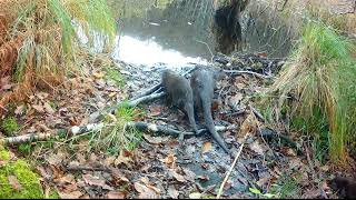 Adorable otter family having a playful food fight [upl. by Nnyleak]