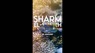 Sharm ElSheikh  Egypt in January  Part 1 [upl. by Katzen]