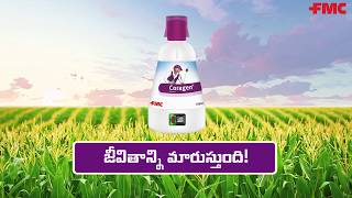 FMC Coragen® in Maize  A Walkthrough in Telugu  FMC India [upl. by Anairuy931]