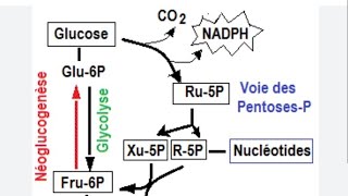 LA VOIE DES PENTOSES PHOSPHATES VPP [upl. by Alissa]