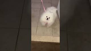 THIS LITTLE POWDER PUFF POMERANIAN IS REALLY READY FOR HER WALK dog pomeranian funny cute pup [upl. by Llenart302]