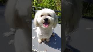 Cute Short Happy Girl dog cutepuppy malshi [upl. by Jahdai]