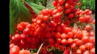 EL GUARANA PROPIEDADES Y BENEFICIOS  Dietas Salud y Nutricion [upl. by Sherwynd]