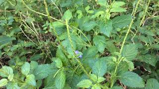 Stachytarpheta jamaicensis  Jamaica Vervain [upl. by Ahsieker]