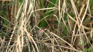 野鴝公鳥 鳴叫 20121129 Siberian Rubythroat sounding [upl. by Dnaltiak396]