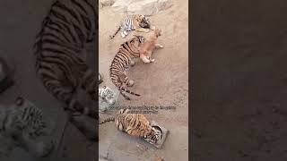 Golden Retriever dog raises tiger cubs as her puppies [upl. by Yssor]