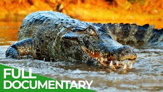 Wildlife  Episode 2 Crocodiles Alligators Caimans amp Gharials  Free Documentary Nature [upl. by Rez889]