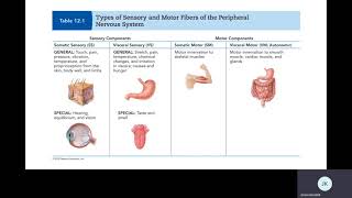 Part 1 Divisions of the Nervous System [upl. by Fugere]