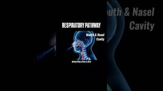 Respiratory Pathway explain 🫁short respiratorysystem biology [upl. by Alilahk900]