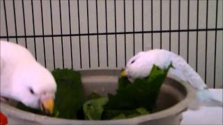 budgies fun with spinach [upl. by Connor]