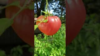 Oxheart Tomato Red heart shaped tomato [upl. by Valdis]