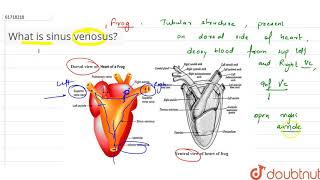 What is sinus venosus [upl. by Eciruam563]