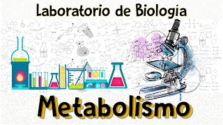 Práctica de laboratorio I Metabolismo [upl. by Glori]