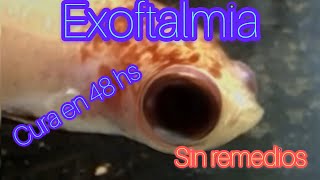 OJO HINCHADO  exoftalmia  EN PEZ BETTA [upl. by Eussoj]