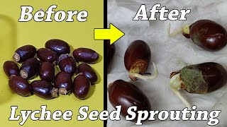 How to grow Lychee plant from seeds  how to grow lychee from seed [upl. by Wenz]