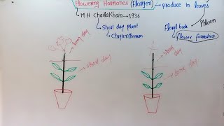 Experiment On Flowering Hormone Florigen In HindiUrdu [upl. by Yvette]