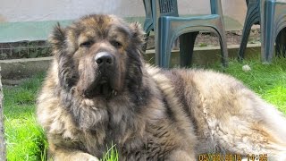 Caucasian Shepherd Dogs two impressive males [upl. by Eceryt]