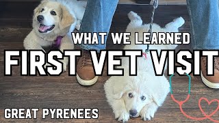 First Vet Visit amp Discovering Our Great Pyrenees’ Unique Personalities  Pyro amp Neese’s Big Day [upl. by Minny676]