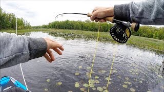 Bowfin on the FLY Fishing Close Quarters [upl. by Ham]