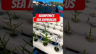 Sea Asparagus Salicornia bigelovii [upl. by Sirehc]