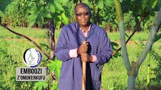 CASTOR SEEDS CULTIVATION AND COMMERCIAL STATUS WITH OMUKENKUFU NYANZI JULIUS Part 2 [upl. by Maighdlin]