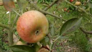 Apple variety Court Pendu Plat [upl. by Peoples]