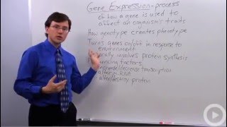 Gene Expression [upl. by Kermit213]