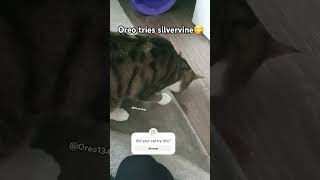 Oreo tries silvervinekitten catlover cat [upl. by Anitselec]