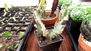 All About Euphorbias  How Euphorbias Differ From Cacti [upl. by Ggerk]