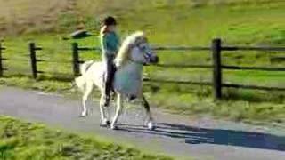 Icelandic horse at Toelt Tolt Tölt [upl. by Polito]