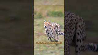 Worlds Fastest Cheetah vs Antelope shorts wildlife [upl. by Lamson]