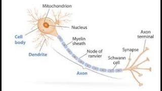 The Invite to Unity as Neurons pt2 [upl. by Iyre]