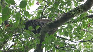 a mountain turkey sings to defend its forest land [upl. by Christiana]