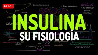 ¡INSULINA TODA su FISIOLOGÍA en 1 clase [upl. by Liebman]