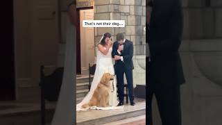 An Unlikely Wedding Crasher Priest’s Dog Joins the Ceremony [upl. by Lleksah315]