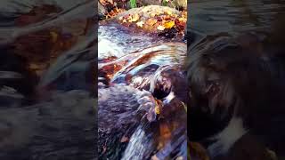 Water Sounds for Sleep Relaxing River Sounds in 4K [upl. by Barney]