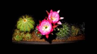 Echinopsis obrepanda var purpurea [upl. by Garald]