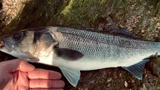 Bass fishing on Peeler Crab [upl. by Aynnat880]