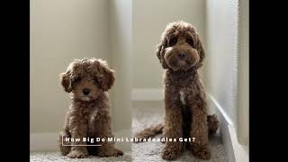 HOW BIG DO Mini LABRADOODLES GET [upl. by Einaffets]