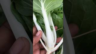 Bok choy நல்ல வருது நம்ம மாடித்தோட்டத்தில் shorts bokchoy healthy [upl. by Shyamal]