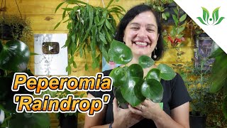 Peperomia Raindrop [upl. by Jun]