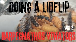 Doing a lidflip for our Harpegnathos Venator part 2 [upl. by Alrahc]