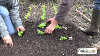 How To Grow Celery  A Quick Guide [upl. by Warde]