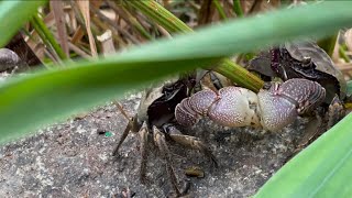 🦀カニ Crabs Sunday Mood at Sanaruko 458 [upl. by Homovec882]