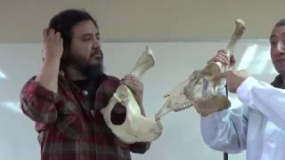 Anatomía Comparada Osteología Equino Bovino Parte 3 de 3 Clase del 25032017 [upl. by Sevik214]