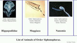 List of Animals of Order Siphonophorae elegans reticulata dispar Agalma Bathyphysa Forskalia [upl. by Nowujalo437]