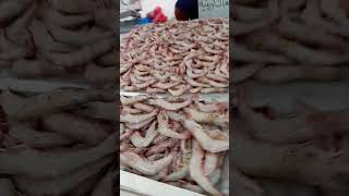 KUWAIT FISH MARKET [upl. by Trip]