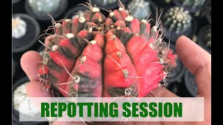 Cactus Repotting  Gymnocalycium mihanovichii quotGloryquot [upl. by Lurlene]