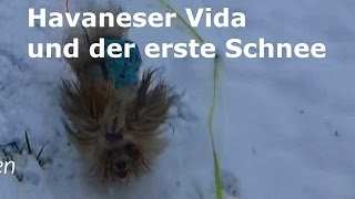 Havaneser Vida und der erste Schnee [upl. by Bernice]